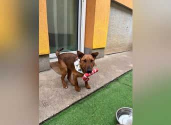 Ernie, verspielter und sehr lieber Irish Terrier-Mix, geb. 08/2024