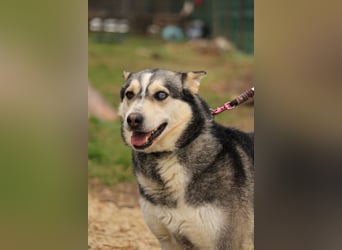Dakota-VA – Schönheit mit Husky-Charme sucht Rasseliebhaber