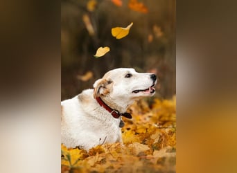 Tolle Dakota sucht liebevolles Zuhause
