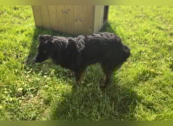 Wunderschöner Loki sucht Pflegestelle oder ruhiges Zuhause