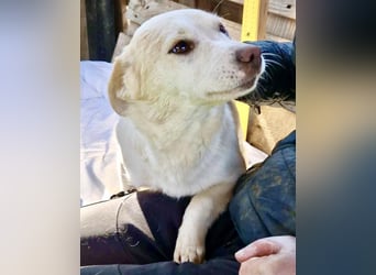 Carlotta - goldiges Hundekind