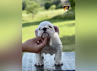 Englischen Bulldogge