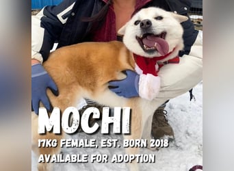 Mochi eine verschmuste, verspielte Hundedame, gerne als Zweithund, sucht ihre Menschen