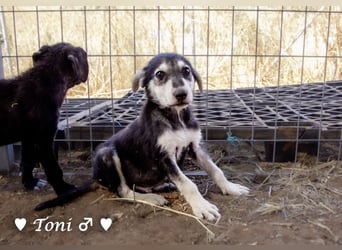 Teddy und seine Geschwister suchen ab September ein Zuhause