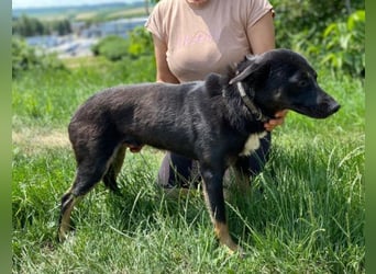 Nero, Mischling