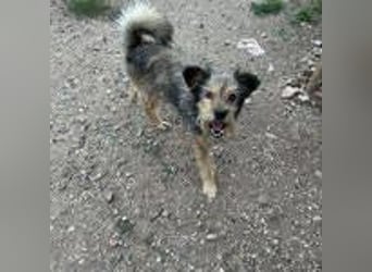 Berci, Schnauzer-Mix, Rüde, geb. 06.05.2013, ca. 40 cm, 11 kg, NOTFALL