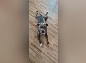 American Bully Standard Blue Line