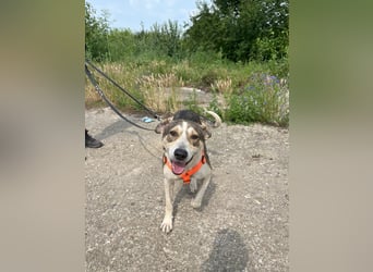 ALINA, Hündin, 3 Jahre, 50 cm, Mischling, Tierschutz