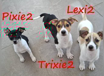 Pixie2 geb. 04/2025 (GRC) - freundliche, goldige kleine Welpin!