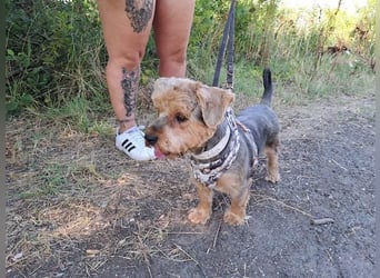 Yoyo, treuer Yorkshireterriermix, ca. 5 Jahre, ca. 31 cm, ca. 9 kg *in 50733 Köln*