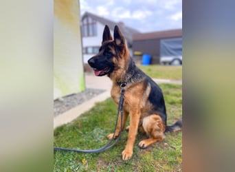 Archie - verschmust unf freundlich
