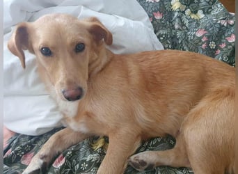Ruby, geboren 01.01.2023, 40cm sucht neues Zuhause