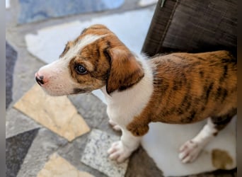 Kleiner Tyger wünscht sich eine Familie