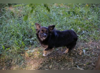 Kiki: Sucht ein Zuhause