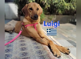 Luigi,geb.05/24,lieber Kämpfer sucht seine Familie