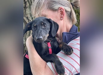 Ella (Elvira) VA - Aufgeweckte Welpin sucht Abenteuer und Geborgenheit