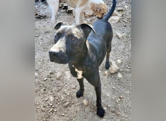 Freundlicher Staff-Mix ♥Dante♥ Vermittlung CH+AT+B+NL