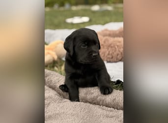 Labrador Welpen mit Ahnentafel