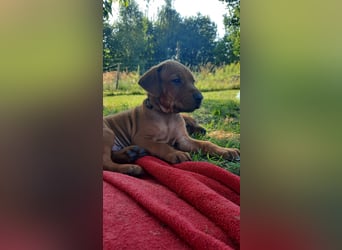 Szczeniaki  Rhodesian Ridgeback/ Pies/Suka Rhodesian Ridgeback/ welpen rhodesian