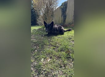 Schwarzer Schäferhund LARK sucht eine neue Familie!