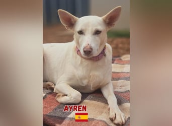 Ayren,geb.12/21,liebes Podenco-Mix Mädel sucht ihre Familie
