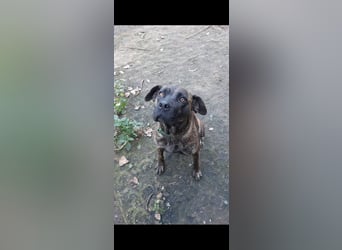 Greta