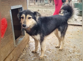 ♥ANCHO♥ bildhübscher, lieber Rüde; völlig überfordert vom lauten und stressigen Tierheimalltag 52 cm