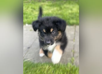Diese süßen Australian Shepherd Fellnasen