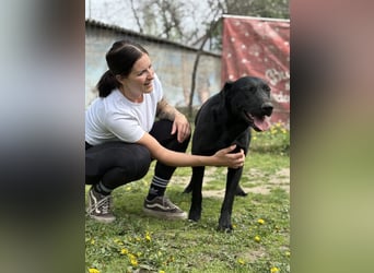 Beci LM - großes Herz im großen Körper sucht Menschen