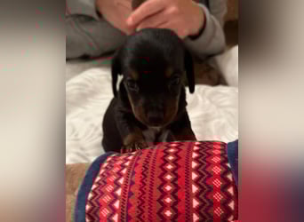 Zuckersüße Jack Russel- Dackel Welpen in liebevolle Hände abzugeben !