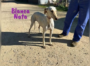 Blanca Nata 10/2023 (in Deutschland) - aufgeschlossene und unkomplizierte Traumgalga!