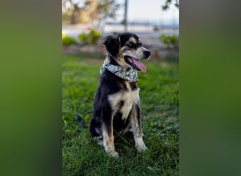 Carmen,geb.03/25,hübsches Hundemädel sucht ihre Familie