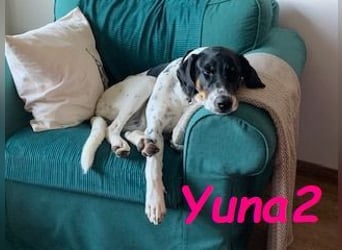 Yuna2 05/2024 (in Deutschland) - menschenbezogene und verschmuste Hündin!