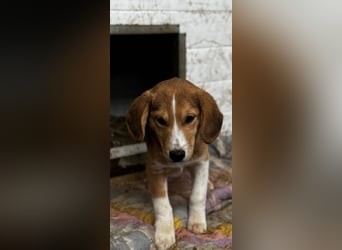 Winnie/Spicey muss leider wieder sein Zuhause verlassen