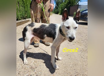 Circe2 06/2022 (ESP) - verschmuste und soziale, wunderschöne Podenco-Bodeguero Mix Hündin!