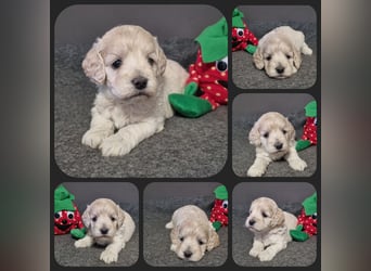 Cockapoo ! Bezaubernde Welpen aus langjähriger, bewährter u. überprüfter Haus/Familienaufzucht.