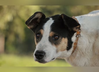Sind Sie Sams Herzensmensch?
