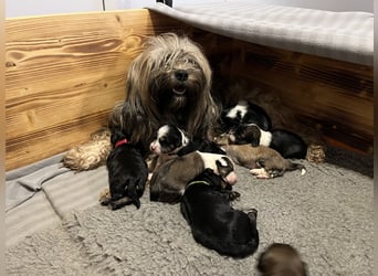 Unser B-Wurf ist geboren