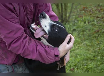 Gretchen: kennt nur das Tierheim