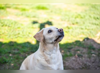 Tzemma - in 74417 Geschwend auf Pflegestelle