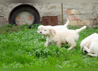 Goldenretriever Welpen