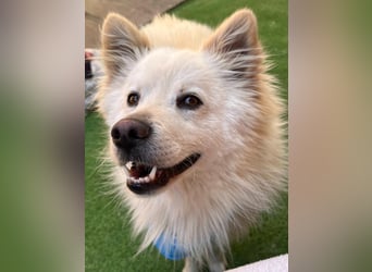 Mishka SR – sanfter Schneebär sucht ruhiges Zuhause