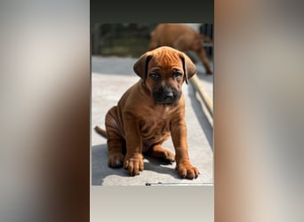 Rhodesian Ridgeback Welpen