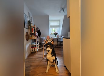der sehr kinderliebe Blesse - aus 31675 Bückeburg sucht Dich!