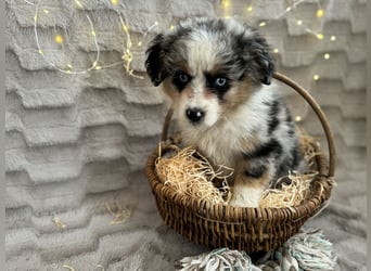 Wunderschöne Mini Aussies ab sofort ausziehbereit