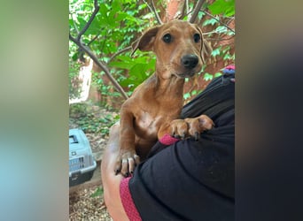 Milla, geboren 25.03.2025, 29cm sucht ihre Menschen