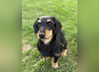 Denver, 11 Monate, 32cm sucht seine Chance
