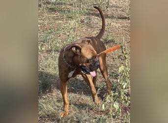 Boxermädel Ersi sucht ein aktives Zuhause.