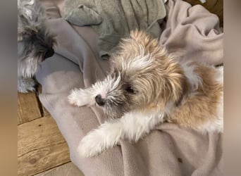 Zuckersüße Kuschelmaus sucht besonders tolles Zuhause – wartet in PLZ 57635
