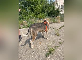 ALINA, Hündin, 3 Jahre, 50 cm, Mischling, Tierschutz
